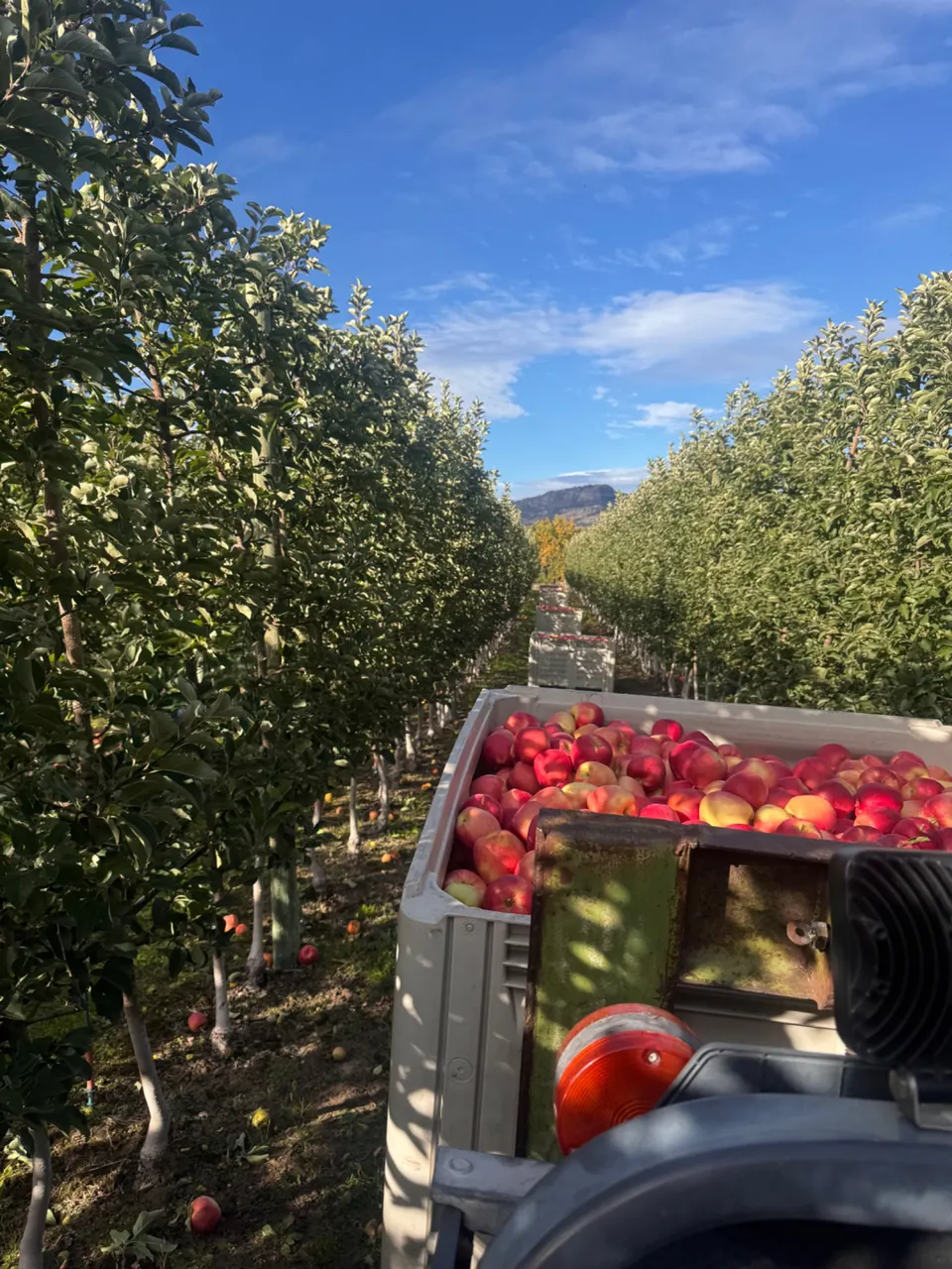 A bin of harvested apples between orchard rows