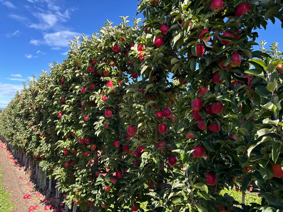 Red apples growing beneath a blue Okanagan sky