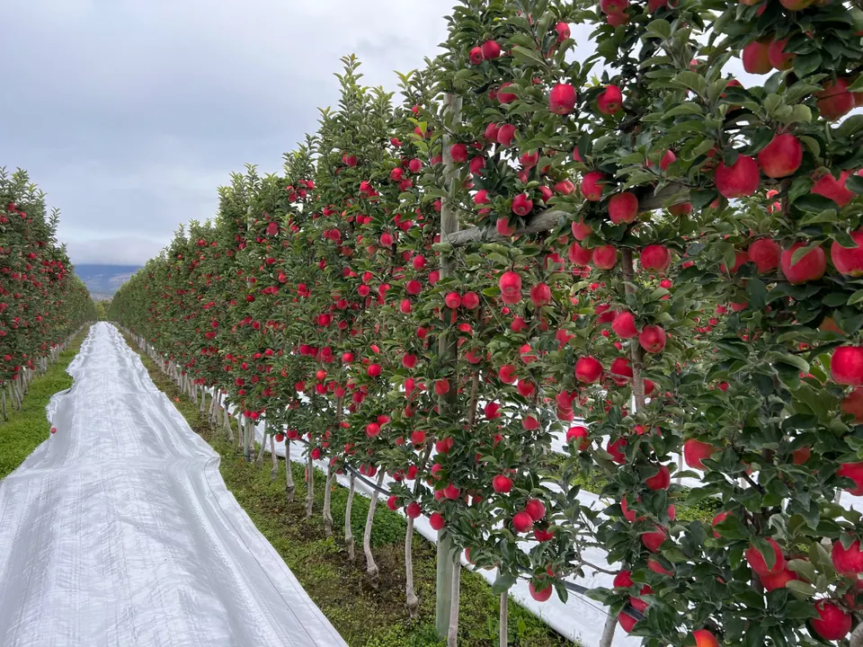 Rows of red apples on trees in Panorama’s orchard
