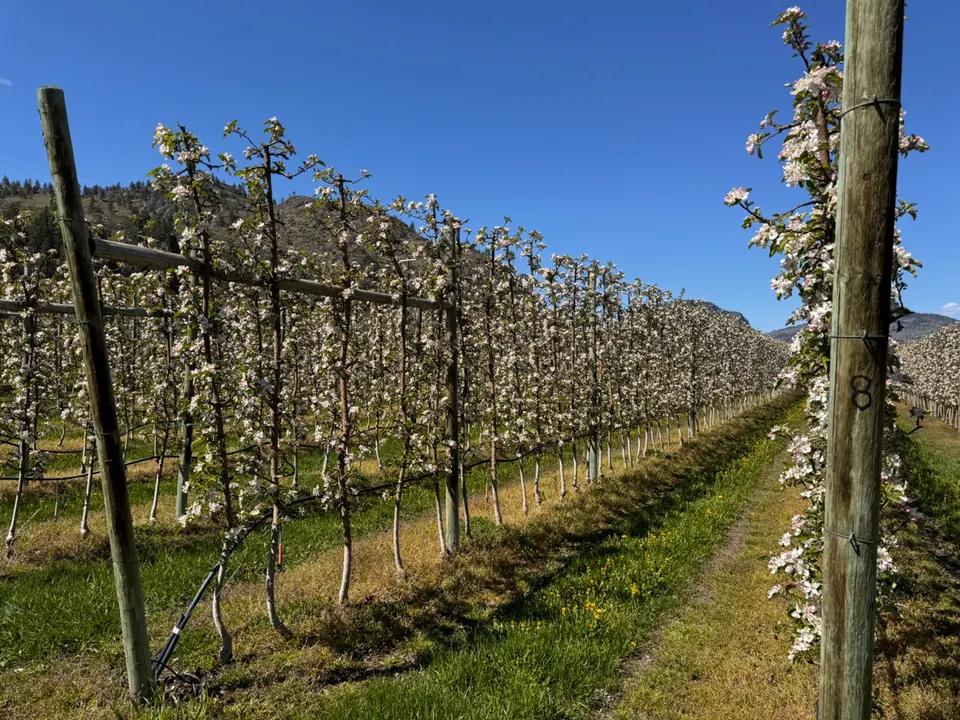Trellised orchard rows in spring blossom